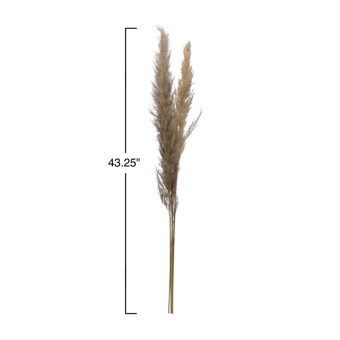 Dried Pampas Grass Bunch