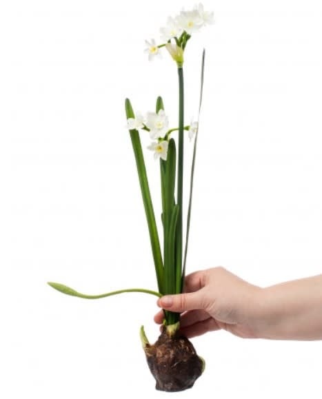 Paperwhite Bulb 18"