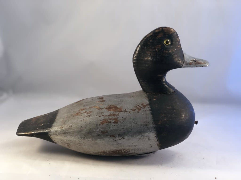 Bluebill Drake