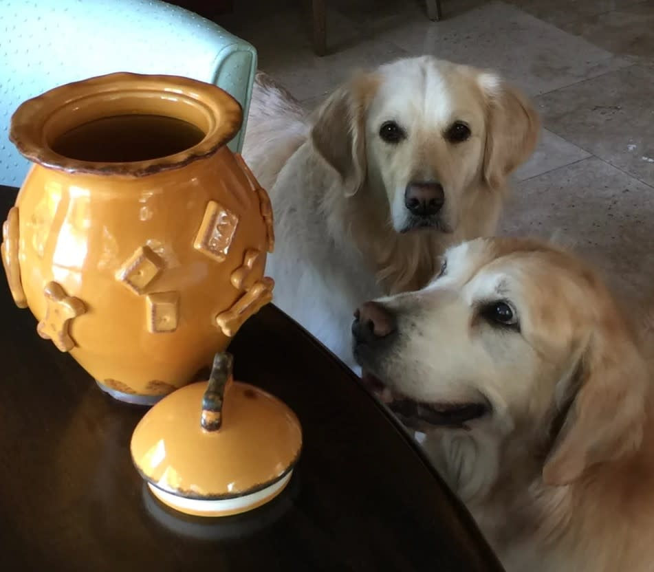 French White Dog Treat Jar