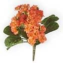 12" Orange African Violet Bush