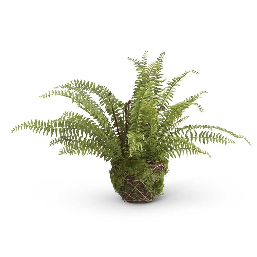27" Boston Fern in Moss and Twig Basket