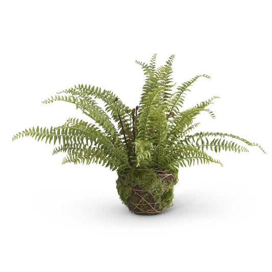 27" Boston Fern in Moss and Twig Basket
