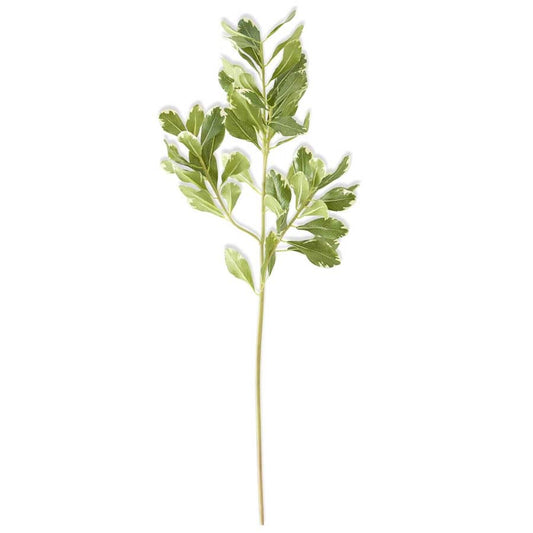 28" Pittosporum Leaf