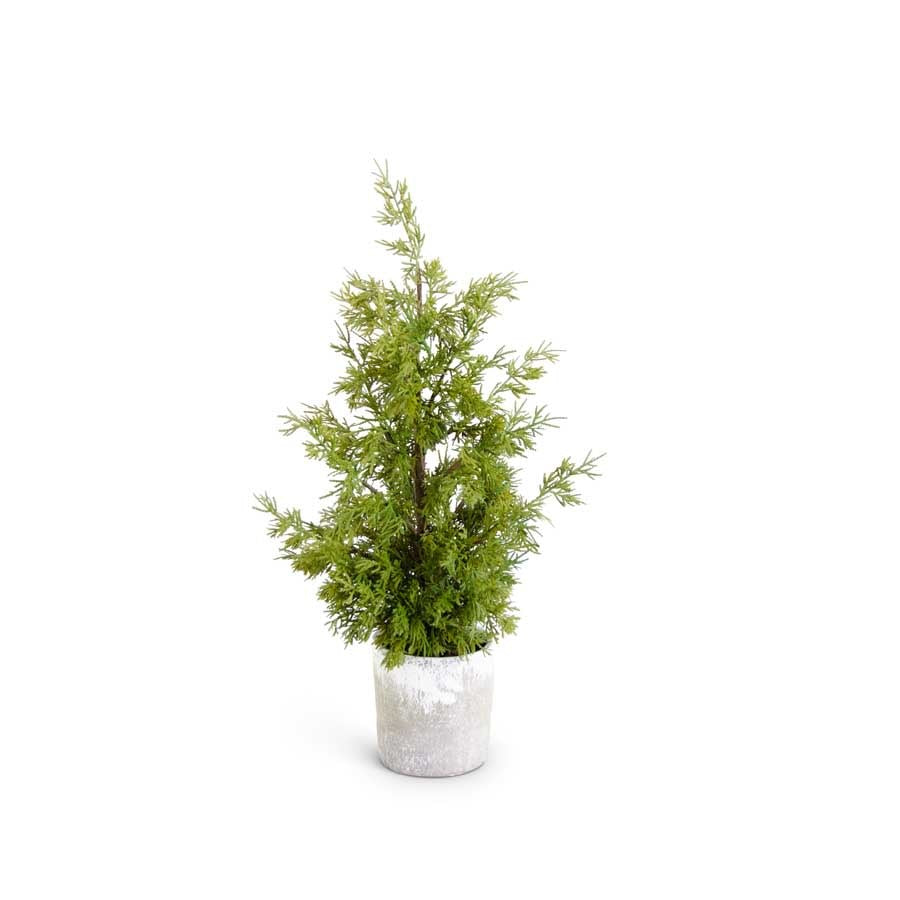 Cypress In Grey Pot With Faux Dirt 24"