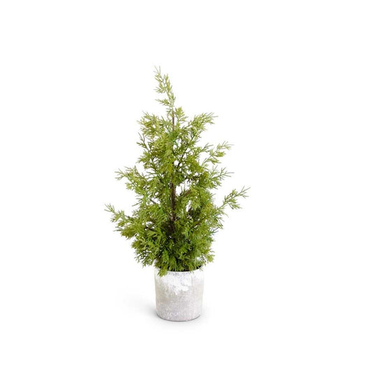 Cypress In Grey Pot With Faux Dirt 24"