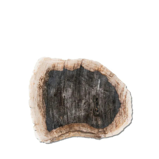Petrified Plate - Large