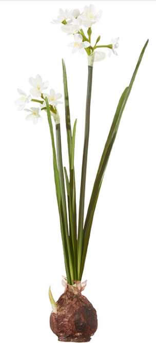 Paperwhite Bulb 18"