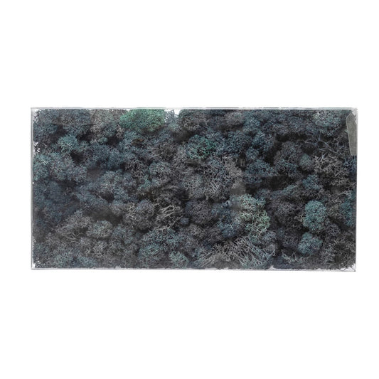 Dried Riccia Fluitans in Box