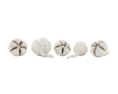Dried Natural Schima Buds Vase Filler