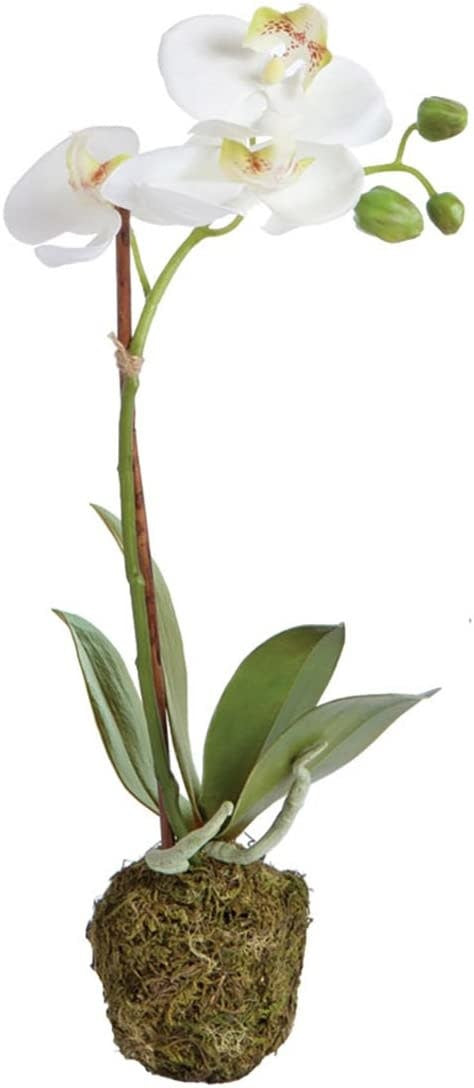 Phalaenopsis Drop In 15in