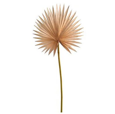 Tan Fan Palm | 15.5in