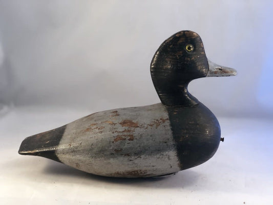 Bluebill Drake