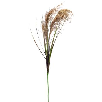 Reed Stem | Beige Green 49in
