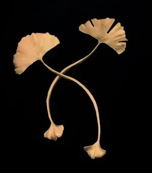 Gingko Serving Set | S2 Gold Pewter