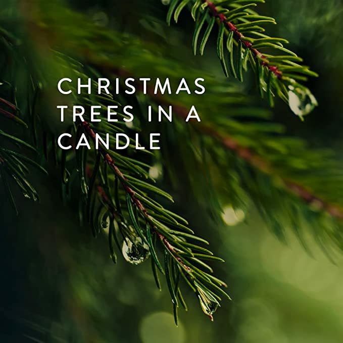 Frasier Fir Gilded Ceramic Candle | 6oz